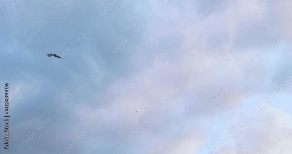 In beautiful cloudy white sky seagully flying around. Natural landscape. Perfect skyline over sea. Seaside, vacation and freedom concept. In beautiful cloudy white sky seagully flying around. Natural landscape. Perfect skyline over sea. Seaside, vacation and freedom concept.