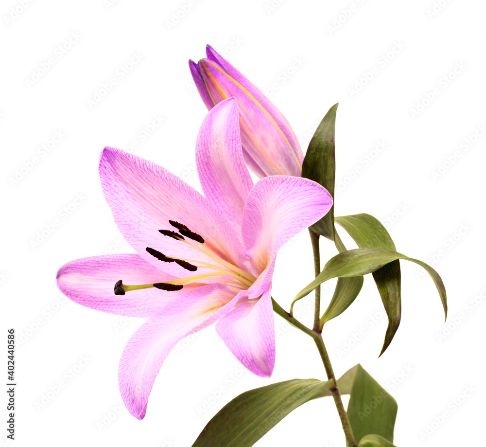 Pale lilac dyed oriental hybrid lily isolated on white