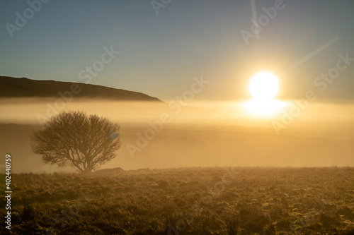 Beautiful lonely tree in the fog in County Donegal - Ireland