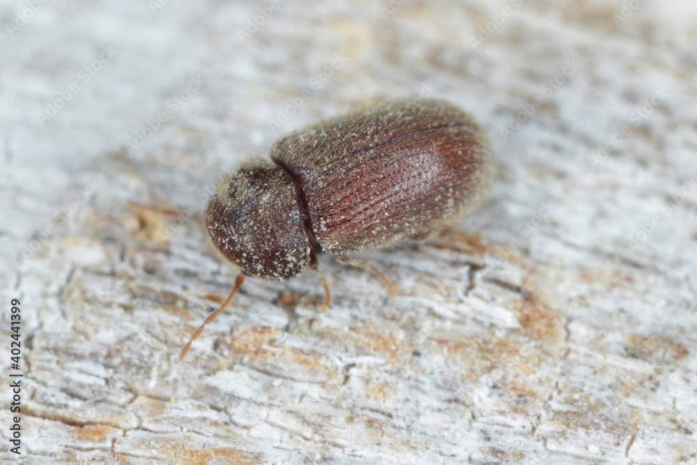 Drugstore beetle Stegobium paniceum known as bread beetle or biscuit beetle is pest in houses, stores and warehouses. Drugstore beetle Stegobium paniceum known as bread beetle or biscuit beetle is pest in houses, stores and warehouses.