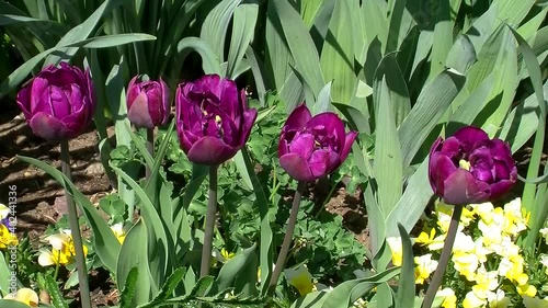 Fünf violette Tulpen bewegen sich im Wind photo