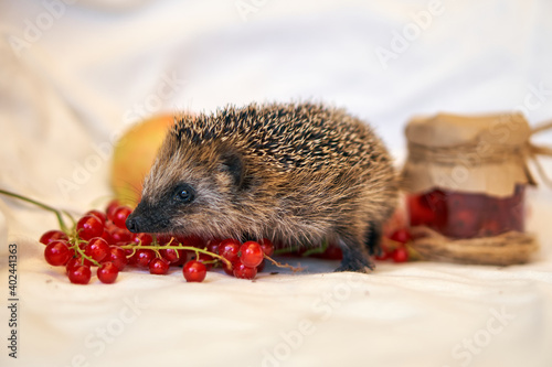 Hedgehog cook and berries in a saucepan. Red Ribes. cooks kampot. Cute animals.