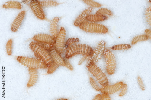 larvae of Khapra beetle (Trogoderma granarium) Dermestidae family pest of stored grain.