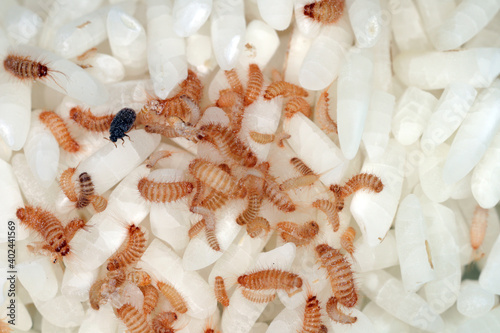 larvae of Khapra beetle (Trogoderma granarium) on rice grains. Dermestidae family pest of stored grain. photo