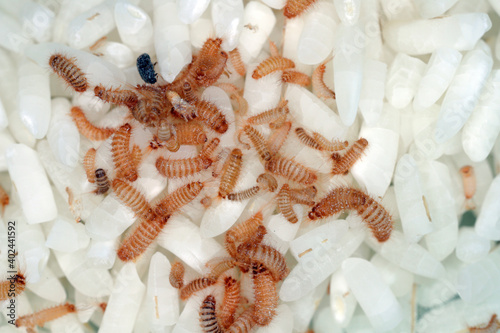 larvae of Khapra beetle (Trogoderma granarium) on rice grains. Dermestidae family pest of stored grain. photo