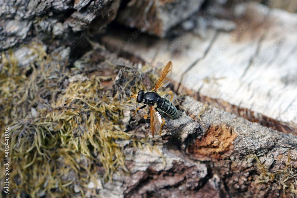 Calliprobola speciosa is a Palearctic hoverfly. It is an ancient woodland bioindicator a rare and protected insect. Calliprobola speciosa is a Palearctic hoverfly. It is an ancient woodland bioindicator a rare and protected insect.