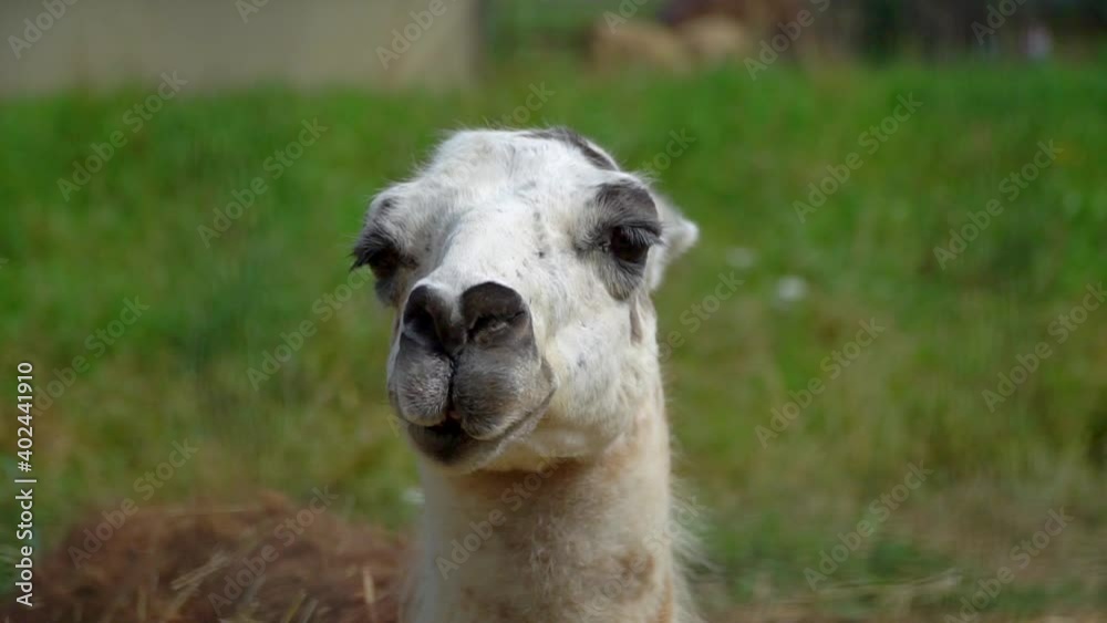 The llama chews. The Lama looks into the frame. Large animal head. High quality FullHD footage