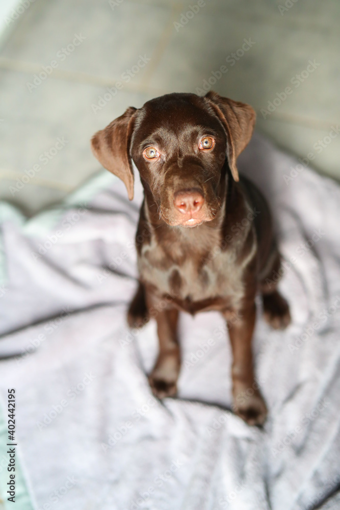 Süßer brauner Labrador Welpe liegt in der Wonung auf einer Decke Süßer brauner Labrador Welpe liegt in der Wonung auf einer Decke