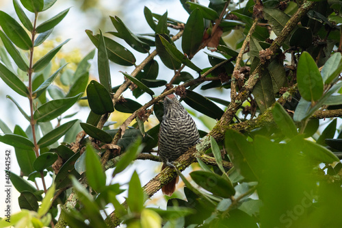 Choca-listrada (Thamnophilus palliatus) photo