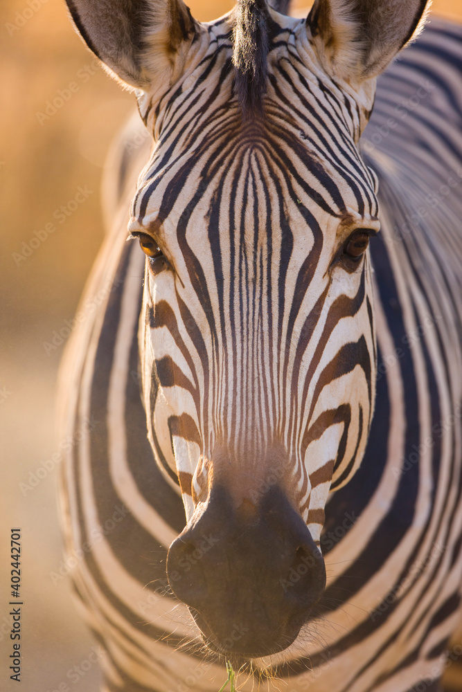 Naklejka premium CEBRA DE MONTAÑA (Equus zebra), Fauna de África