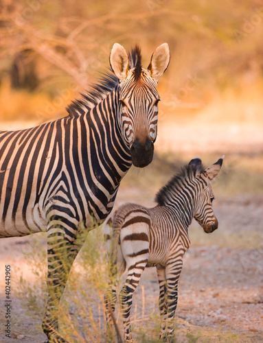 CEBRA DE MONTA  A  Equus zebra   Fauna de   frica