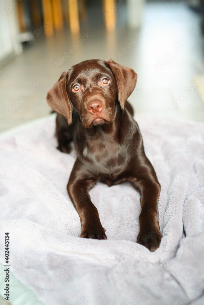Süßer brauner Labrador Welpe liegt in der Wonung auf einer Decke