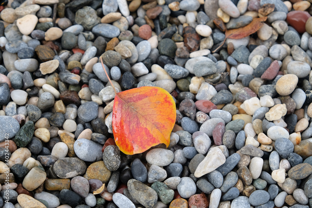 A red-orange fallen leaf lies on a pebble background A red-orange fallen leaf lies on a pebble background