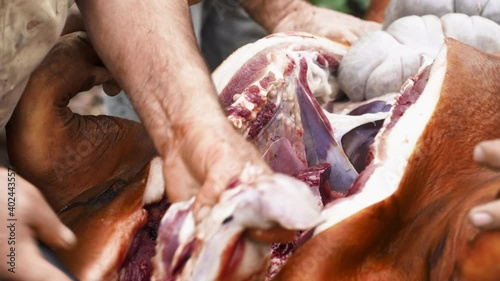 Butcher cleaning and removing trachea entrails from steaming pig carcass - Close up photo