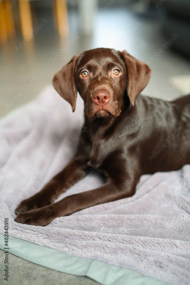 Süßer brauner Labrador Welpe liegt in der Wonung auf einer Decke Süßer brauner Labrador Welpe liegt in der Wonung auf einer Decke