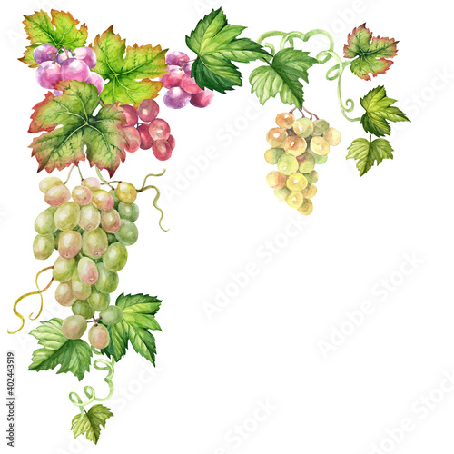 corner with watercolor  grape