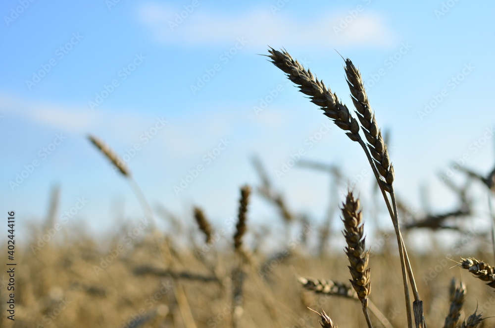 View of a field with ripe wheat with a golden hue in the sun. Summer harvest. Farm, production of flour, bread and bakery products. Agricultural landscape, growing crops, background, textures View of a field with ripe wheat with a golden hue in the sun. Summer harvest. Farm, production of flour, bread and bakery products. Agricultural landscape, growing crops, background, textures