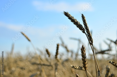 View of a field with ripe wheat with a golden hue in the sun. Summer harvest. Farm  production of flour  bread and bakery products. Agricultural landscape  growing crops  background  textures