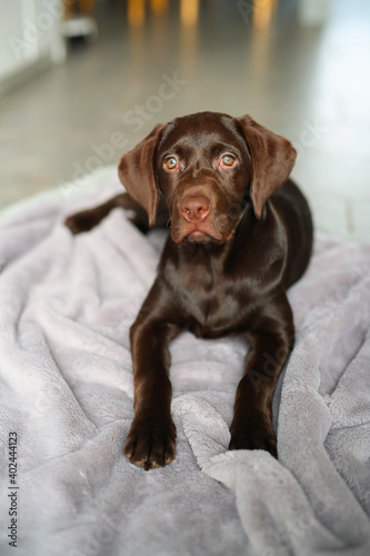 Süßer brauner Labrador Welpe liegt in der Wonung auf einer Decke