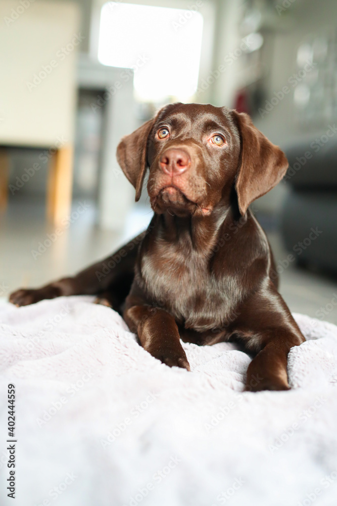 Süßer brauner Labrador Welpe liegt in der Wonung auf einer Decke Süßer brauner Labrador Welpe liegt in der Wonung auf einer Decke