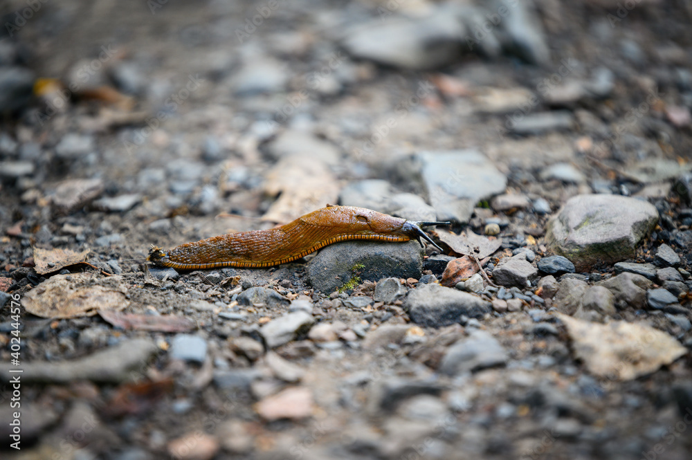 Brown snail crawling on a stony path. Brown snail crawling on a stony path.