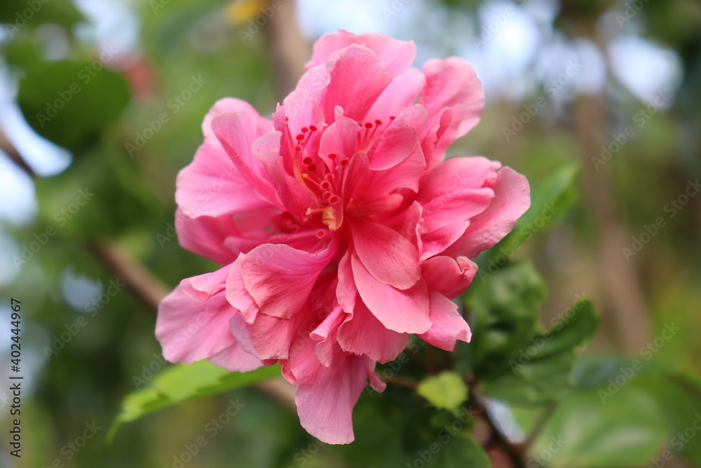 Fototapeta premium Hibiscus Species