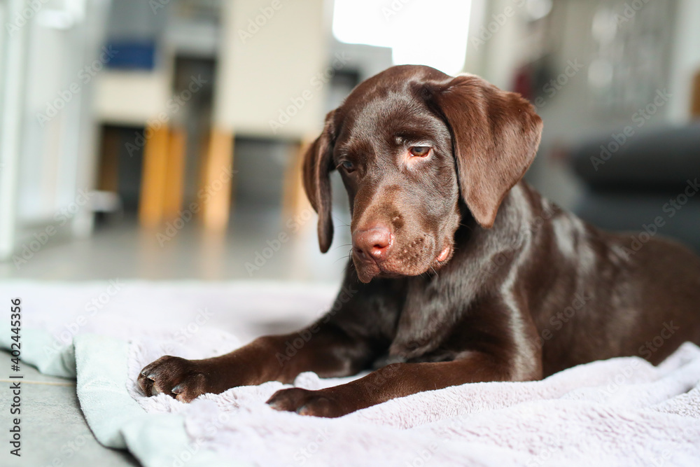 Süßer brauner Labrador Welpe liegt in der Wonung auf einer Decke Süßer brauner Labrador Welpe liegt in der Wonung auf einer Decke