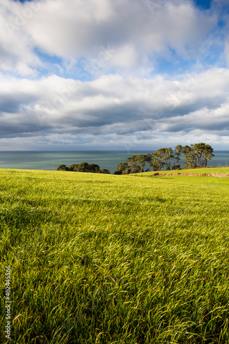 Ray-grass field with the sea in the background. space for text and copy. rural world.vertical composition