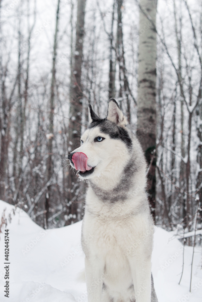 Dog husky breed walks in winter snow-covered forest
Serious male husky leader looks like a wolf
