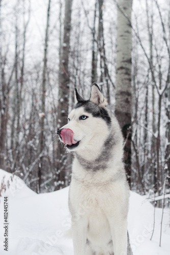 Dog husky breed walks in winter snow-covered forest Serious male husky leader looks like a wolf