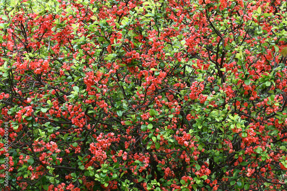 The large dense bush of a chaenomeles plentifully blossoms in darkly pink flowers. Together with green leaves there is a pink-green background.