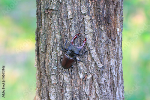 The European stag beetle (Lucanus cervus) on oak bark. It is the largest beetle in Europe, protected in many countries.