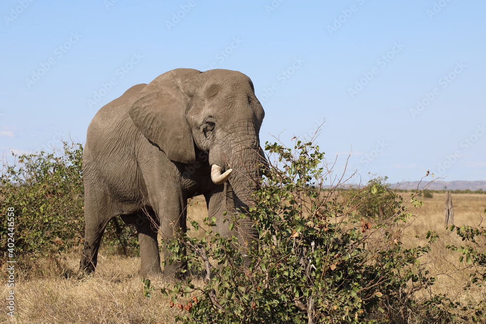 Fototapeta premium Afrikanischer Elefant / African elephant / Loxodonta africana