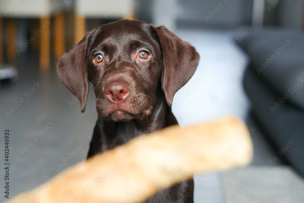 Süßer brauner Labrador Welpe liegt in der Wonung auf einer Decke