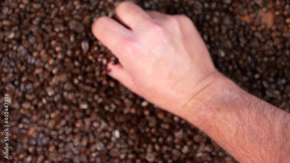 Hand picking up coffee beans ion Slow Motion into focus HD Hand picking up coffee beans ion Slow Motion into focus HD