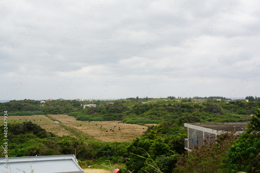 Fototapeta premium 西表島の広大な草原
