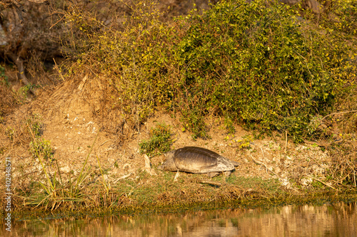 Indian softshell turtle or Ganges softshell turtle basking in sun at wetland of keoladeo national park or bharatpur bird sanctuary rajasthan India - Nilssonia gangetica photo