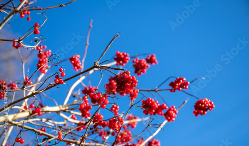 Red viburnum in winter. Red berries of the viburnum bush on the background of the blue sky.
