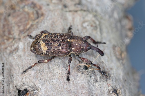 Pissodes piceae - a species of beetle from the weevil family - Curculionidae. The larvae of this insect develop under the bark of fir trees. © Tomasz