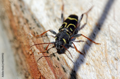 Longhorn beetle (Xylotrechus antilope, Cerambycidae). Female lays eggs in the oak bark © Tomasz