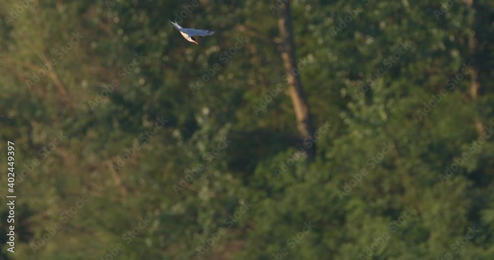 The common tern on a hunt from the Drava River The common tern on a hunt from the Drava River