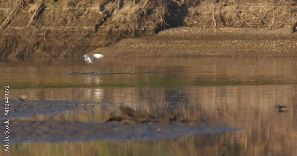The common tern on a hunt from the Drava River The common tern on a hunt from the Drava River