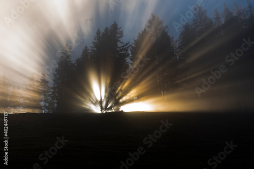 Sonnenstrahlen im Nebel durch Bäume scheinend