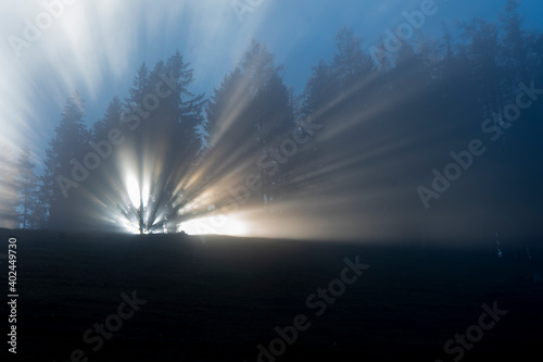 Sonnenstrahlen im Nebel durch Bäume scheinend