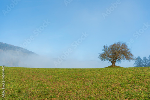Ein einsamer Baum auf einen kleinen Hügel im Nebel