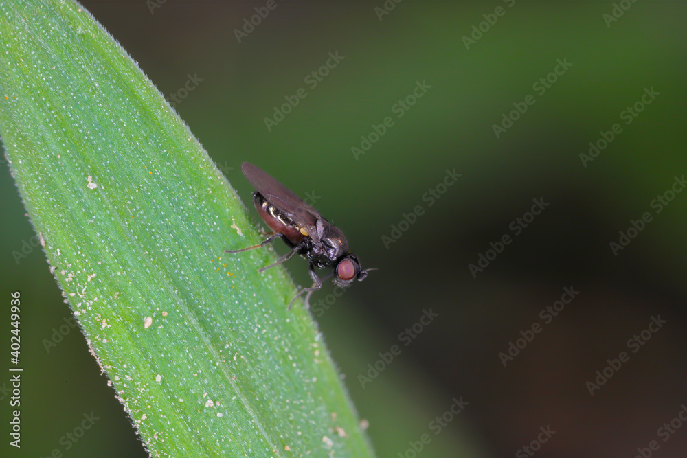 Oscinella frit is a European species of fly and member of the family Chloropidae. It is an agricultural pest causing damage to crops by boring into the young plants of oats, wheat, maize and barley. Oscinella frit is a European species of fly and member of the family Chloropidae. It is an agricultural pest causing damage to crops by boring into the young plants of oats, wheat, maize and barley.