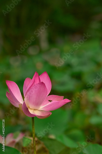pink lotus flower and bee