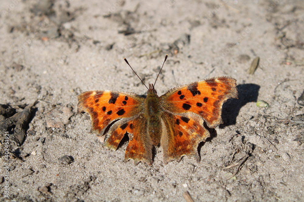 Heiliges Moor, large tortoiseshell, Großer Fuchs (Nymphalis polychloros)