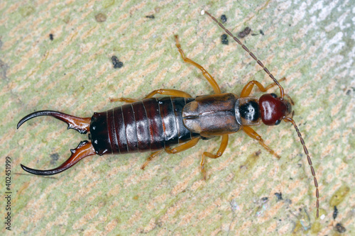European earwig (Forficula auricularia) on the bark of a tree