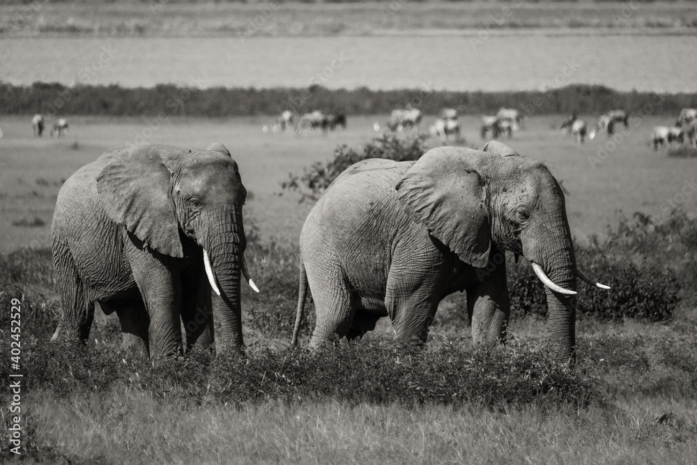 Afrikanischer Elefant Steppenelefant ( Loxodonta africana )